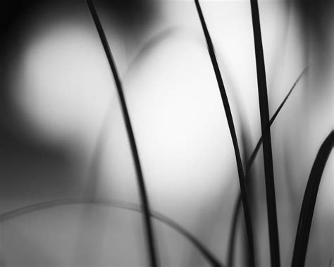 Natural Flow Abstract Nature Photography Photograph By Carolyn