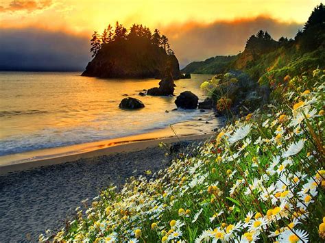 Sea Flowers Island Rays Glow Daisies Sunrise Beach Shore Waves