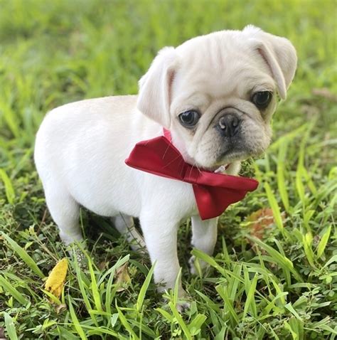 However, free pug dogs and puppies are a rarity as rescues usually charge a small adoption fee to cover their expenses (usually less than $200). Pug Puppies For Sale Near Me| Usa | Canada | Australia | Eu