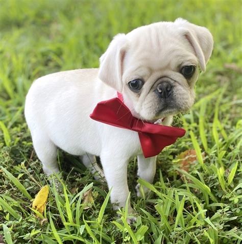 Gift card kiosk near me canada. Pug Puppies For Sale Near Me| Usa | Canada | Australia | Eu