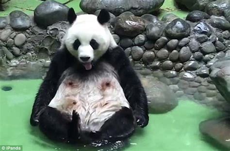 Panda Relaxes In A Pool And Splashes Water On Itself Daily Mail Online