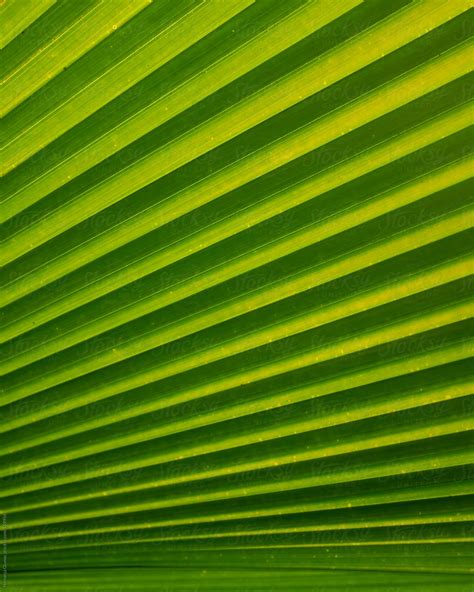 Palm Leaf Texture By Stocksy Contributor Nemanja Glumac Stocksy
