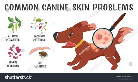 Dog Skin Problems Infographic Icons Different Stock Vector Royalty
