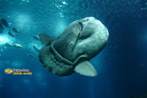 Desde um fragmento de um coro grego da oresteia de eurípides a peças de música contemporânea, passando por temas tradicionais ou por uma polifonia francesa do século dezoito. Zoologia: Peixe-lua (Mola mola)