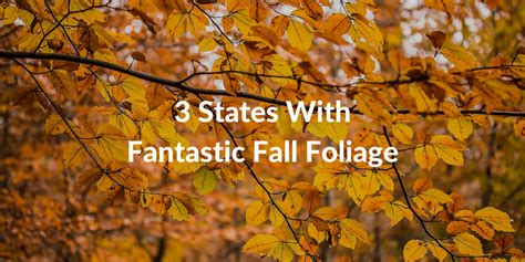 3 States With Fantastic Fall Foliage Southeastern Growers Container