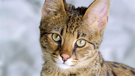 Savannah Cat Price Personality Lifespan