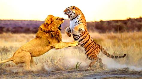 Batalha Animal 4 Tigre Vs LeÃo Quem Vence Youtube