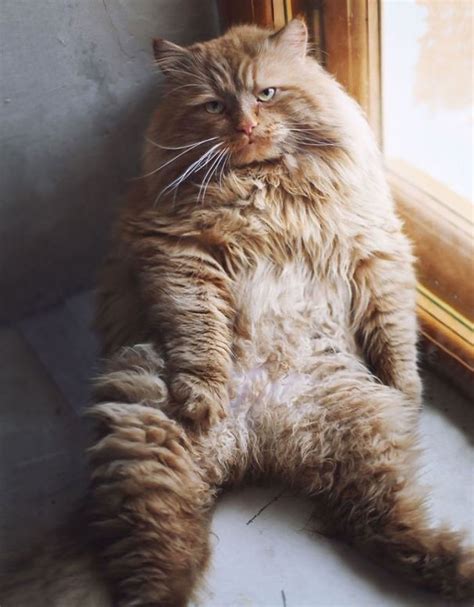 20 Of The Fluffiest Cats In The World Bored Panda