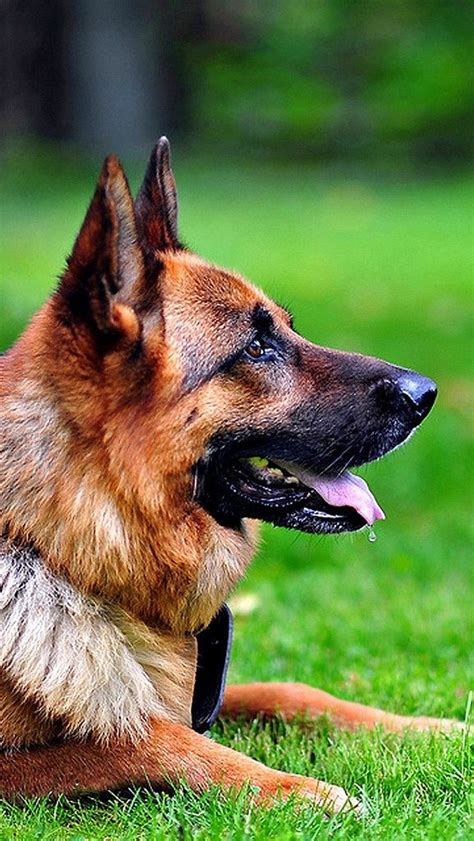 Where german shepherd dogs come from. dog_cat_grass_german_shepherd_65061_640x1136 | Dogs ...