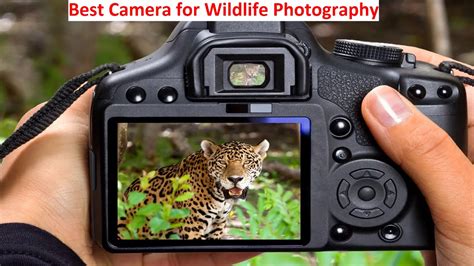 Best Camera For Wildlife Photography Youtube