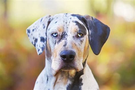 How To Care For A Catahoula Leopard Dog