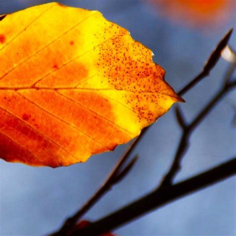 Landscape Dead Leaves Fall Blur Wallpapersc Iphone6splus