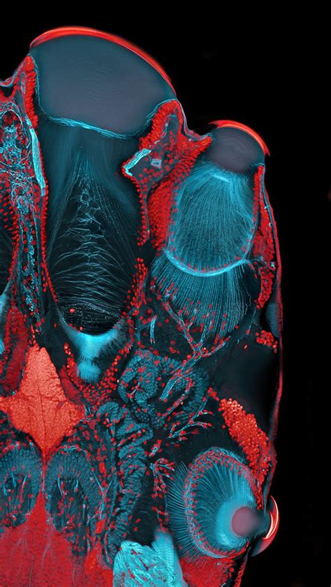 Jumping Spiders Eyes Confocal Scanning Laser Microscope Image