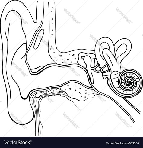 Anatomy Human Ear Royalty Free Vector Image Vectorstock