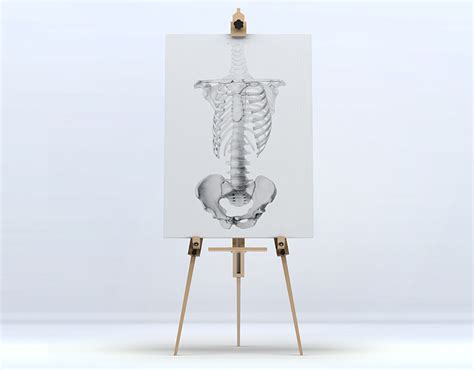 Anatomical Drawings With Graphite Pencil On Behance
