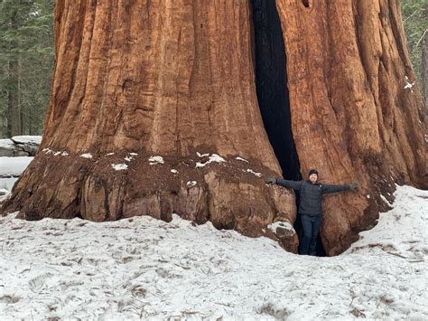 Sequoia National Park California Usa Is One Of The Most Mind Blowing