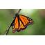 Recovery Of Monarch Butterfly Populations Observed In Mexican 