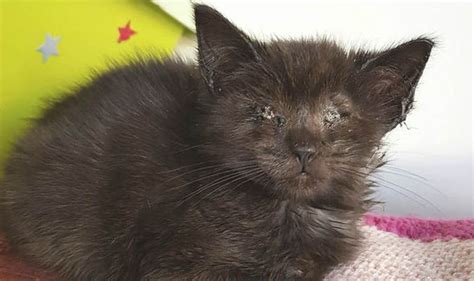 This documentary television series, hosted by english comedian jo brand, is a compelling look at how the royal society for the prevention of cruelty to animals (rspca). Kitten 'abused so badly she was left with no eye ...