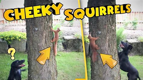 Best And Funniest Squirrels 🤣 Crazy Squirrels Youtube