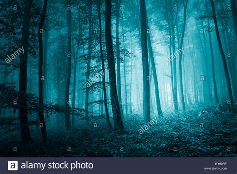 Dreamy Mystic Blue Color In Magic Foggy Forest Landscape Light Stock