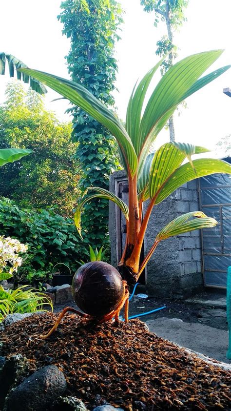 Coconut Tree With Coconut Earthflora Coconut Palms 15 Coconut