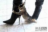 Photos of High Heels Kitten Crush