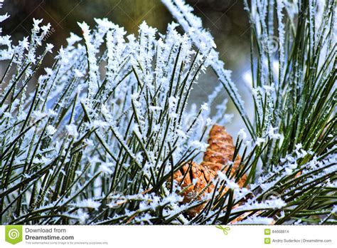 Macro Photo Winter Forest More Yellow Leaves Green Pine Needles And