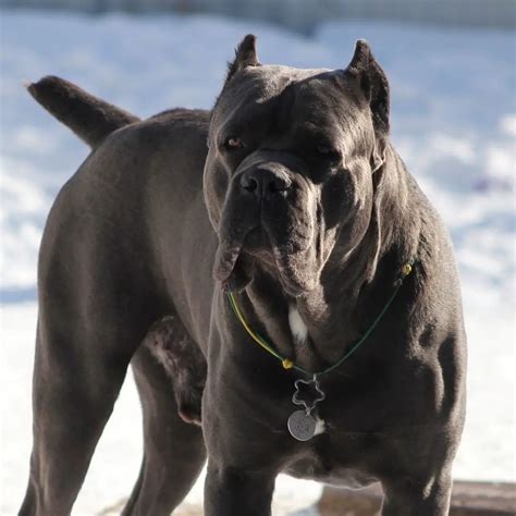 15 Amazing Facts About Cane Corso Dogs You Might Not Know Page 3 Of 5
