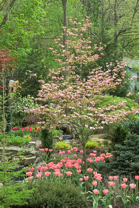Flowers will fall in a cloud during the transition from flowers various kinds of tree produce fruit. The Best Small Trees | Better Homes & Gardens