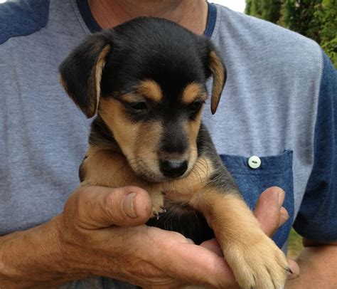 We did not find results for: Black & Tan Jack Russell Puppy | Ross On Wye, Herefordshire | Pets4Homes