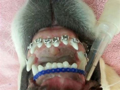Dog Braces Veterinary Emergency And Critical Care