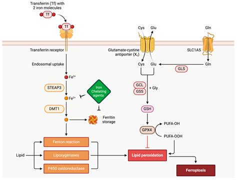 Ferroptosis In Cardiovascular Disease And Cardiomyopathies