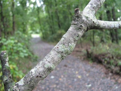 A couple of small clinical trials have suggested the benefit of aloe vera gel for treating lichen planus of the mouth and vulva. Wetland Plant Series: Lichens - Phinizy Center for Water Sciences