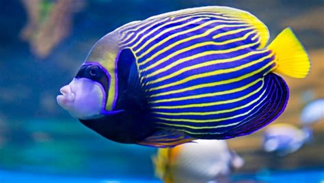 Emperor Angelfish Ultimate Care Guide Look Size And All 2024