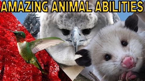 Amazing Animal Abilities Superpowers In Nature Youtube