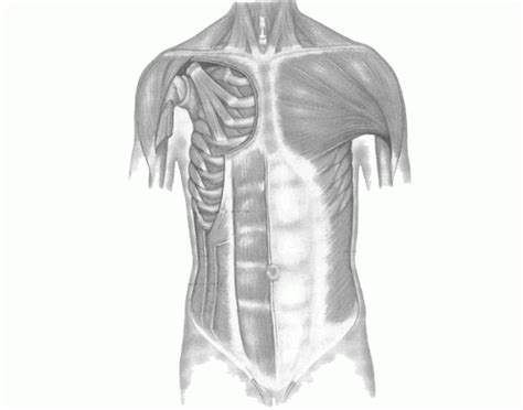 Muscles Of The Anterior Chest Quiz