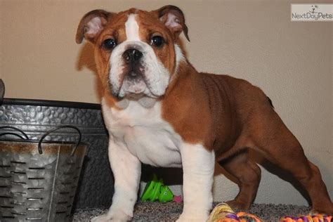 Home for the best english bulldog puppies get your pups at affordable prices including available puppies, shipment details, about and more. Milo English Bulldog Puppy For Sale Near Tulsa Oklahoma ...