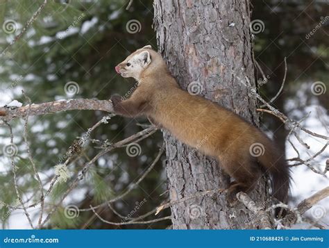 A Pine Marten On A Tree Branch In Winter In Algonquin Park Canada