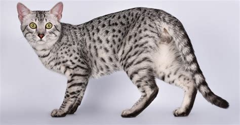 10 Incredible Egyptian Mau Facts Wiki Point