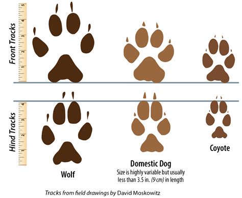 Gray Wolf — Wildlife Science Center