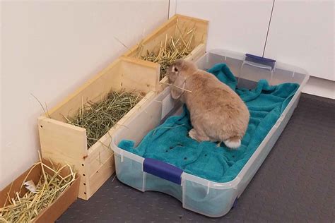 Preparing For Your First House Rabbit Artofit