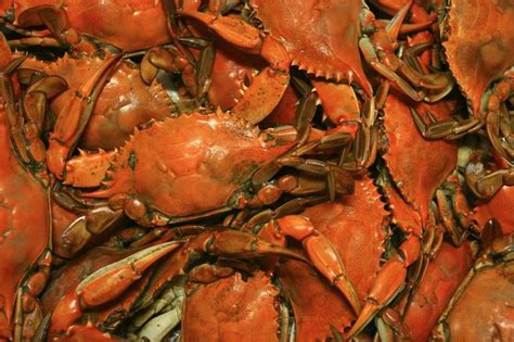 In dutch oven or large kettle, saute garlic. Boil a Bushel of Crabs With This Step-By-Step Recipe ...