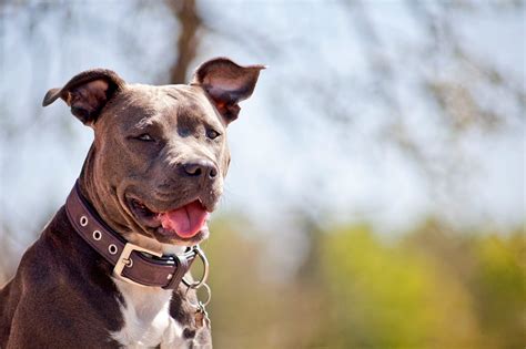 Why pit bulls make great pets. 6 Best Dog Foods for Pitbulls in 2021 - DogStruggles