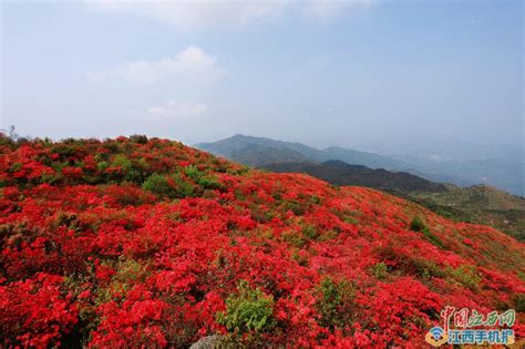 天涯八卦杜鹃杜鹃徐峥演员杜鹃第12页大山谷图库