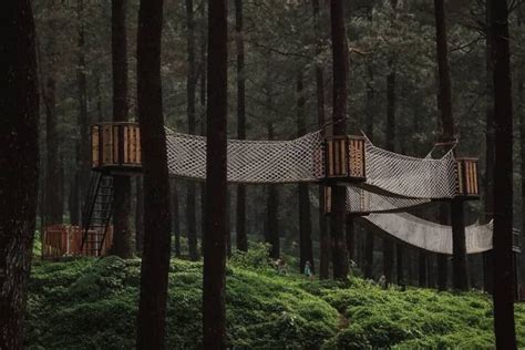 Hutan Pinus Limpakuwus Baturraden Bisa Untuk Camping
