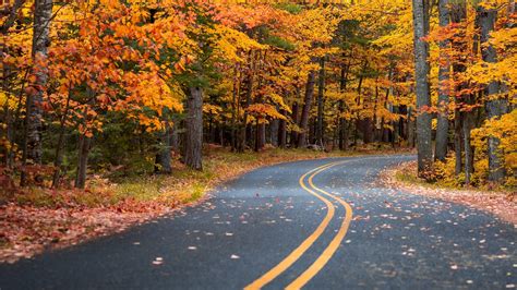 Download 1920x1080 Autumn Fall Leaves Scenery Forest Road