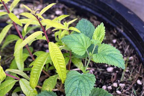 How To Grow Lemon Verbena In Your Home Herb Garden