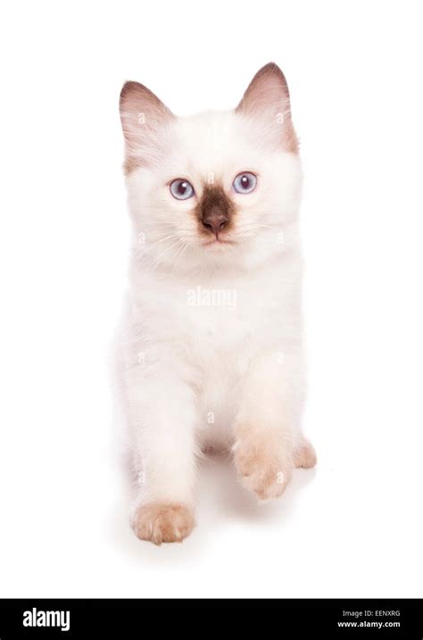 Ragdoll High Resolution Stock Photography And Images Alamy