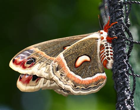 Cecropia Moth North Americas Largest Moth Up To 6 Hobieod Flickr