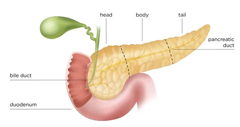 Pancreas Pancreas Human Anatomy And Physiology Human Body Anatomy
